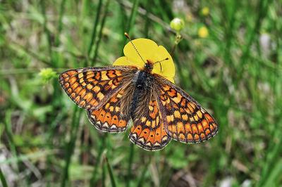 Euphydryas aurinia