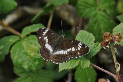 Limenitis camilla