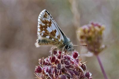 Pyrgus armoricanus