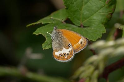 Coenonympha arcania
