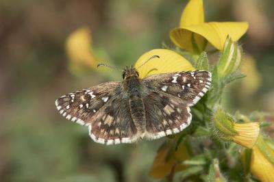 Pyrgus armoricanus