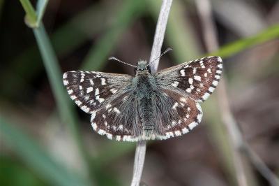 Pyrgus malvae