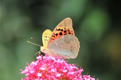 Argynnis pandora