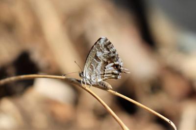 Cacyreus marshalli