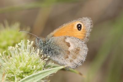 Coenonympha pamphilus