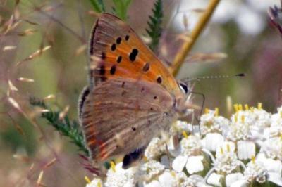 Lycaena phlaeas