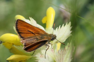 Thymelicus sylvestris
