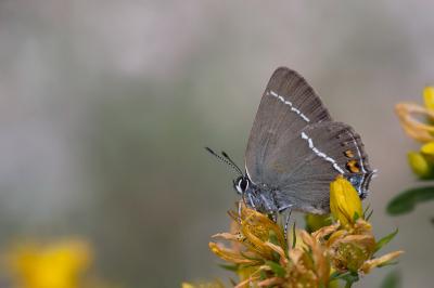 Satyrium spini