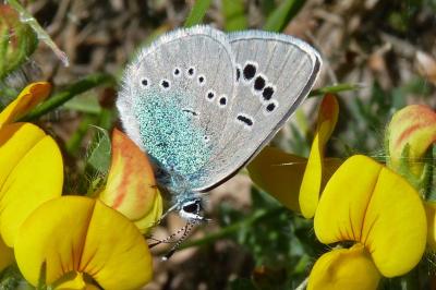 Glaucopsyche alexis