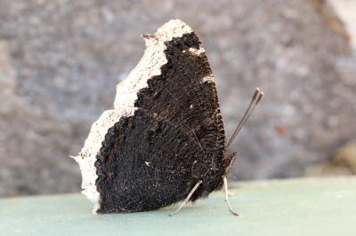 Nymphalis antiopa