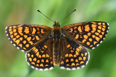 Melitaea athalia