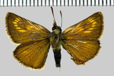 Thymelicus acteon