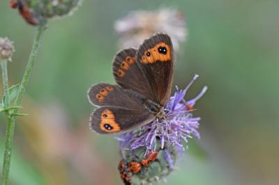 Erebia neoridas