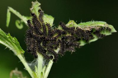 Araschnia levana