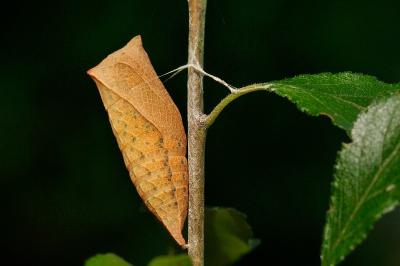 Iphiclides podalirius