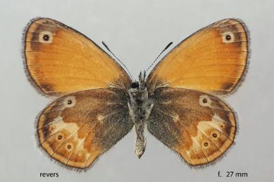 Coenonympha corinna