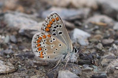 Aricia montensis