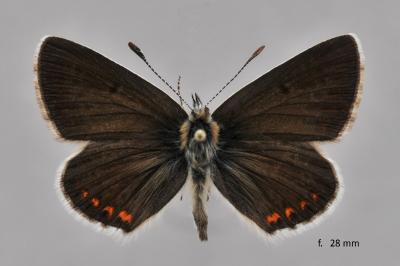Aricia artaxerxes