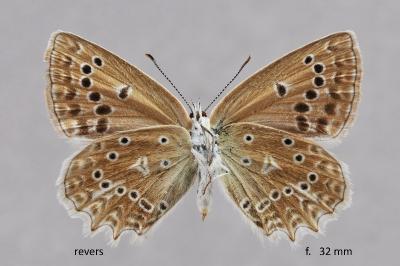 Polyommatus daphnis