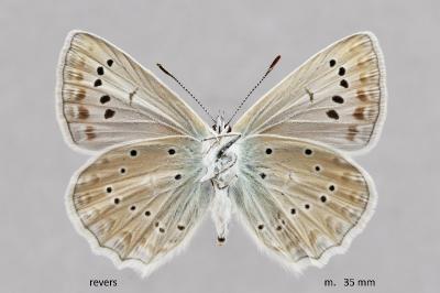 Polyommatus daphnis