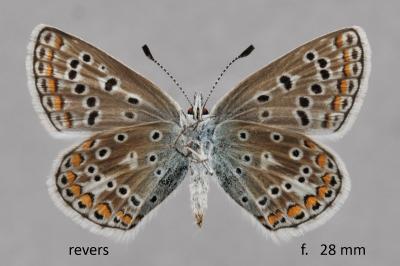 Polyommatus eros