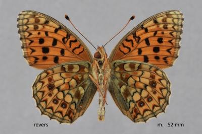 Fabriciana niobe