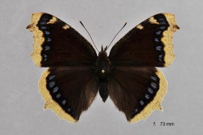 Nymphalis antiopa