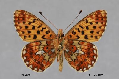 Boloria euphrosyne
