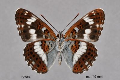 Limenitis camilla