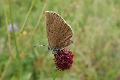 Phengaris nausithous