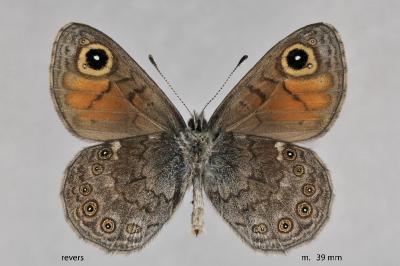 Lasiommata petropolitana