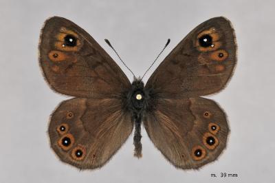 Lasiommata petropolitana