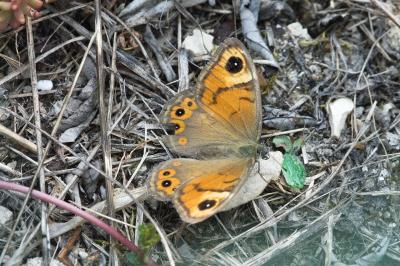 Lasiommata maera