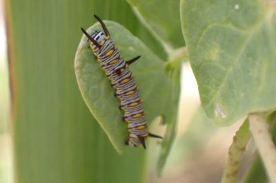 Danaus chrysippus