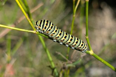 Papilio machaon