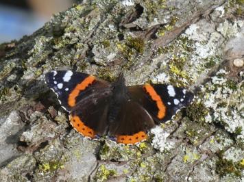 Vanessa atalanta