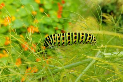 Papilio machaon
