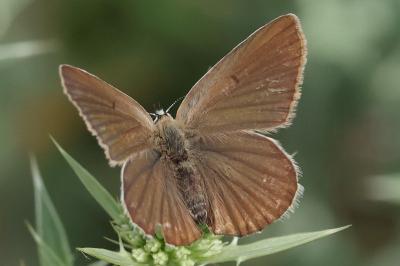 Polyommatus ripartii