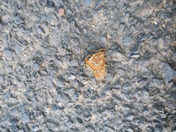 <i>Euphydryas aurinia</i>