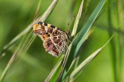 <i>Araschnia levana</i>