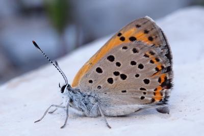 <i>Lycaena alciphron</i>