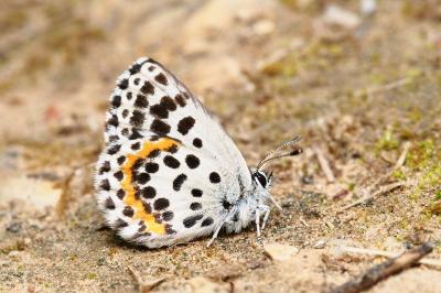 <i>Scolitantides orion</i>