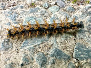 <i>Nymphalis polychloros</i>