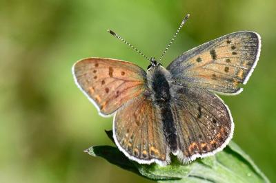 Lycaena tityrus