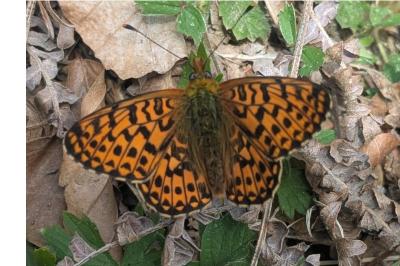 Boloria dia