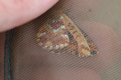 <i>Boloria aquilonaris</i>