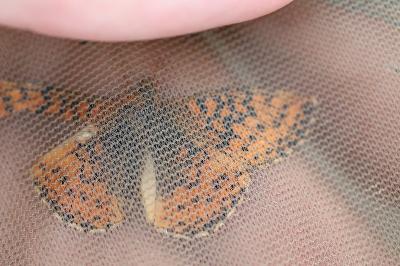 <i>Boloria aquilonaris</i>