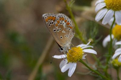 <i>Aricia agestis</i>