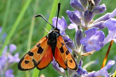 Zygaena hilaris chrysophaea