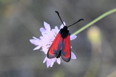 Zygaena erythrus